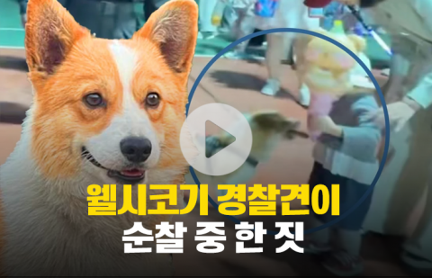 웰시코기 경찰견이 순찰 중 한 짓