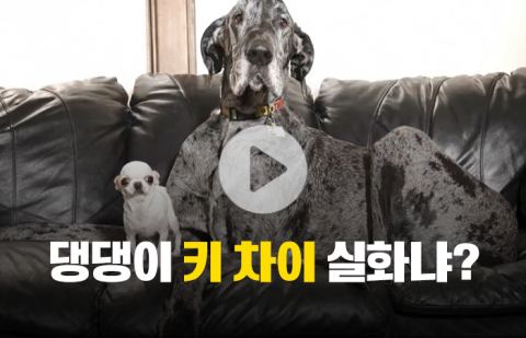 가장 큰 개와 가장 작은 개···키 차이 진짜야?