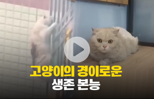 고양이의 경이로운 생존 본능