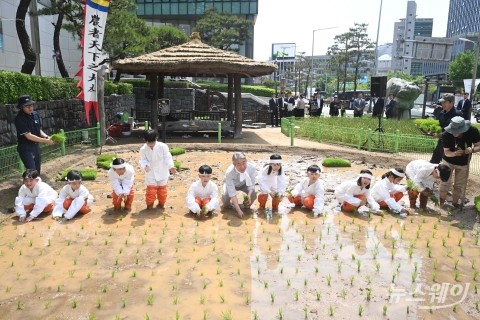 전통 모내기 하는 강호동 농협중앙회장과 초등학생들