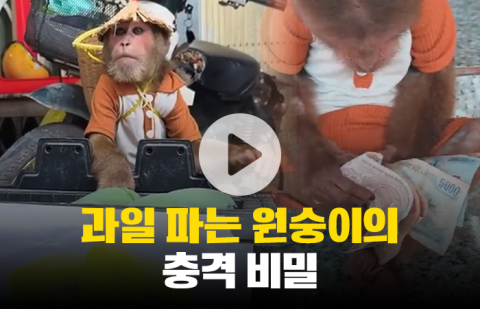 시장에서 과일 파는 원숭이···&quot;동물학대 아냐?&quot;