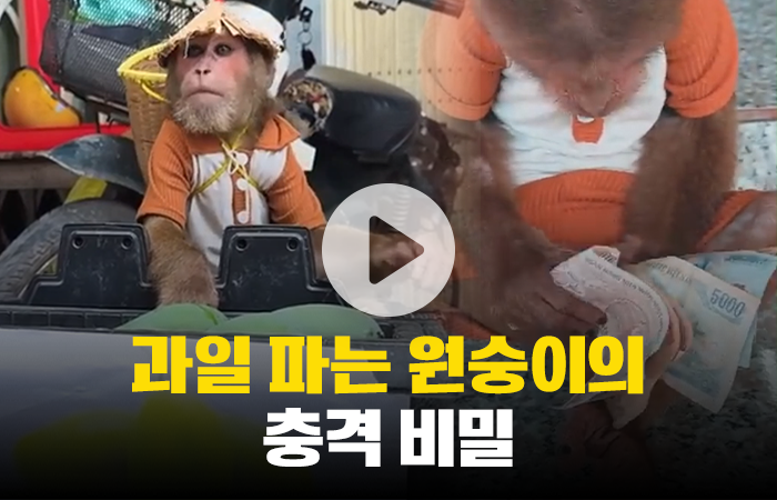 시장에서 과일 파는 원숭이···"동물학대 아냐?"