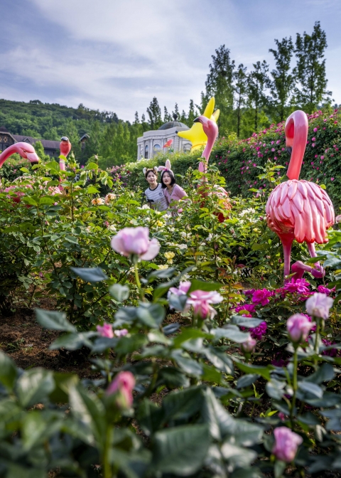 '40주년' 에버랜드 장미축제, 300만 송이 감성 '티파티'로 돌아온다