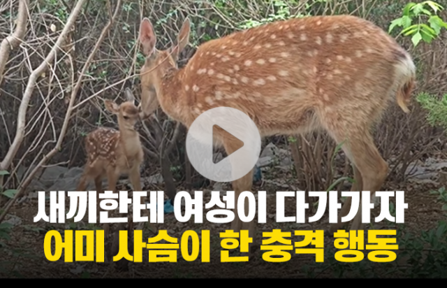 새끼한테 여성이 다가가자 어미 사슴이 한 충격 행동