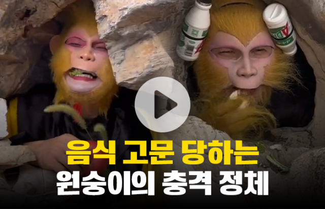 음식 고문 당하는 원숭이의 충격 정체
