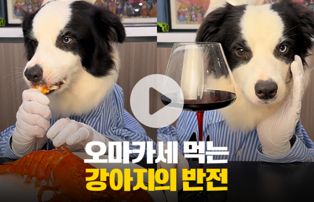 오마카세 먹는 강아지의 반전