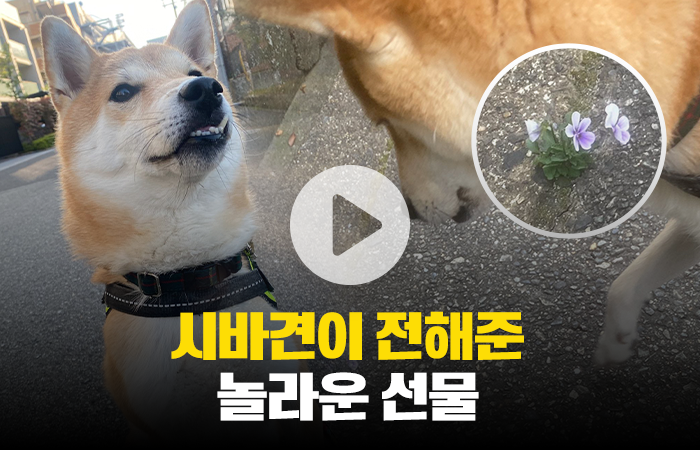 시바견이 전해준 놀라운 선물 기사의 사진