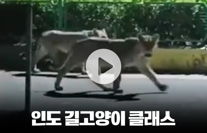 인도 밤거리에 사람이 안 보이는 이유 기사의 사진