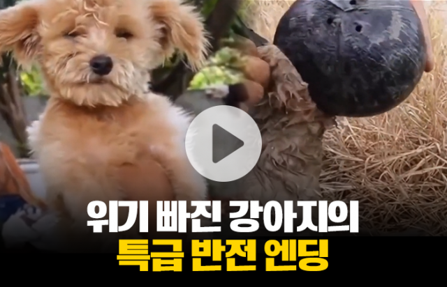 위기 빠진 강아지의 특급 반전 엔딩