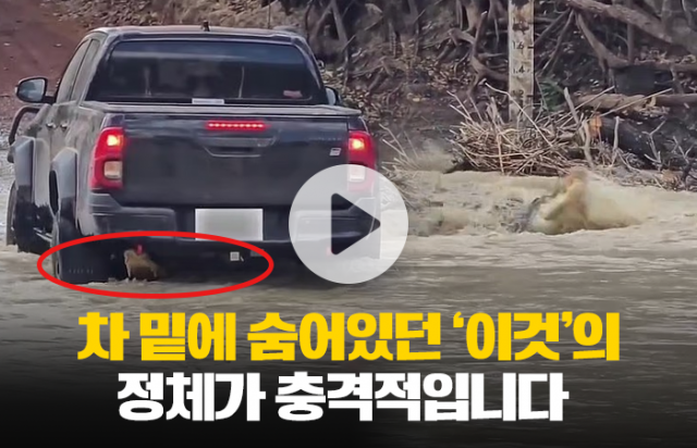 차 밑에 숨어있던 '이것'의 충격 정체