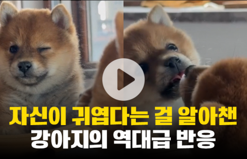 자신이 귀엽다는 걸 알아챈 강아지의 역대급 반응