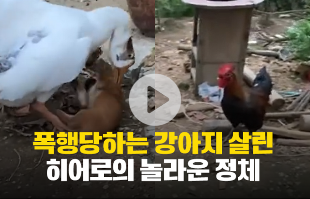 폭행당하는 강아지 살린 슈퍼히어로의 놀라운 정체