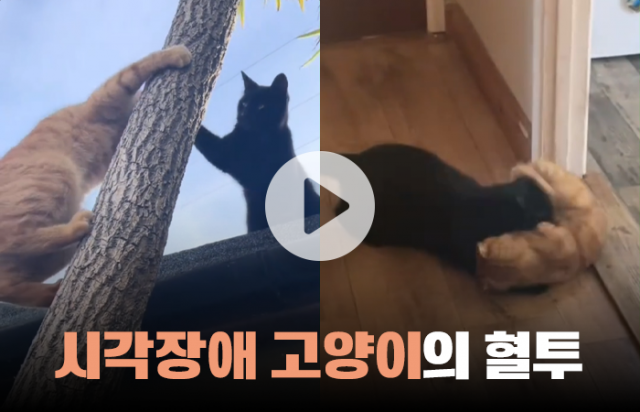 시각장애 고양이의 혈투···지붕 위에서 '냥펀치' 날려