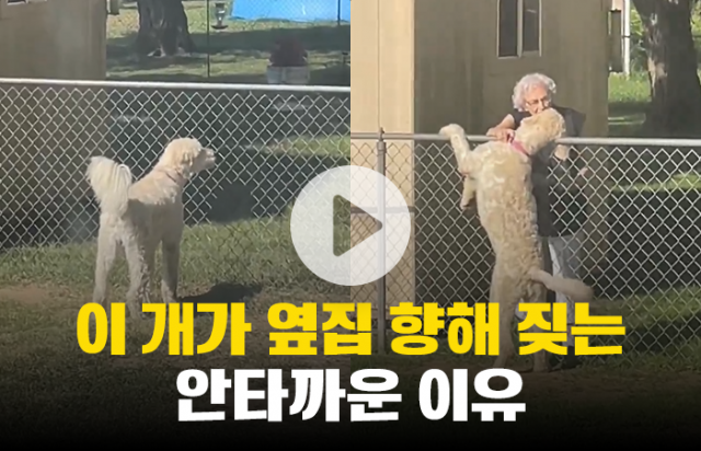 이 개가 옆집 향해 짖는 안타까운 이유