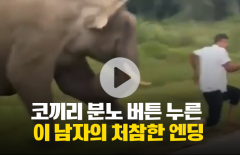 코끼리 분노 버튼 누른 이 남자의 처참한 엔딩