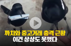 까치와 중고거래 충격 근황 '이건 상상도 못했다'