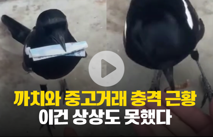 까치와 중고거래 충격 근황 '이건 상상도 못했다' 기사의 사진