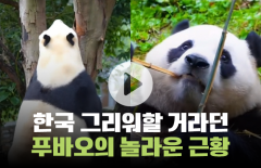 한국 그리워할 거라던 푸바오의 놀라운 근황