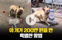 이 개가 200만 원을 번 특별한 방법