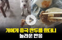 개에게 중국 만두를 줬더니 놀라운 반응