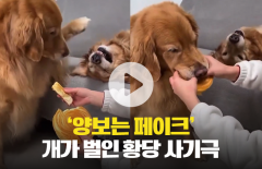 '양보는 페이크' 개가 벌인 황당 사기극