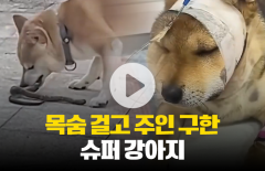 목숨 걸고 주인 구한 슈퍼 강아지
