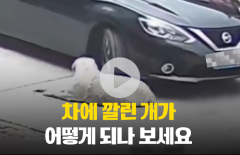 차에 깔린 개가 멀쩡한 놀라운 이유