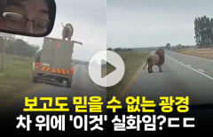 보고도 믿을 수 없는 광경···차 위에 '이 동물' 실화야?