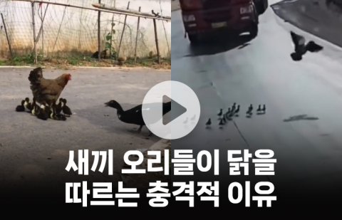 새끼 오리들이 어미 대신 닭을 따르는 놀라운 이유