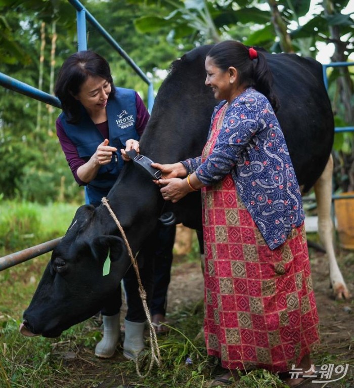 이혜원 헤퍼코리아 대표가 네팔 신둘리 시범낙농마을을 찾아 한국 젖소 K-081 '고맙습니다'를 키우고 있는 수혜농민에게 '파머즈 핸즈' 사용법을 교육하고 있다. 사진=헤퍼코리아