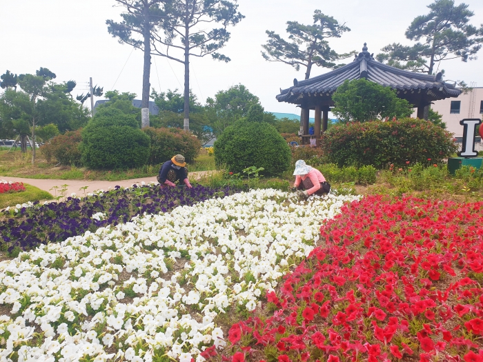 보성군 일자리 사업 참여자들이 화단을 가꾸고 있다.
