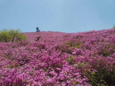 보성군, '일림산 철쭉문화행사' 준비 박차