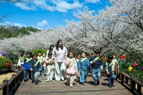 벚꽃으로 물든 광양제철소 주택단지