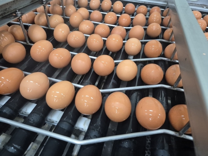 국산보다 30% 싸다···정부, 'AI 여파' 태국산 계란 첫 수입