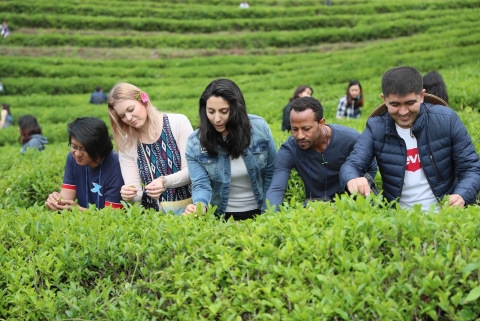보성군 '말차'로 세계를 잇는 보성다향대축제 개최