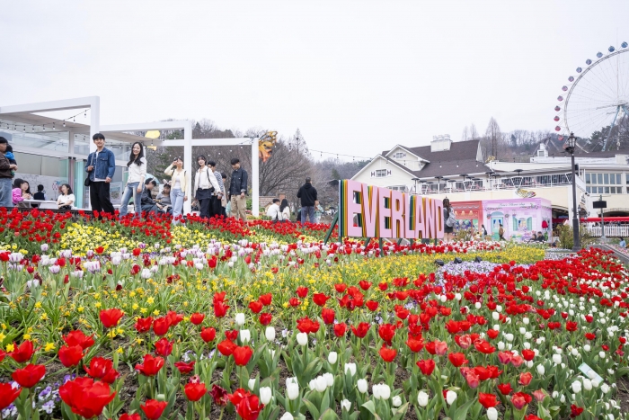 에버랜드 튤립축제 현장. 사진=에버랜드