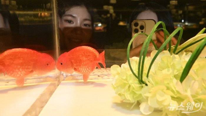 롯데월드 아쿠아리움 신규 전시 '물빛정원' 정식 개관 하루 전 현장 공개. 사진=강민석 기자